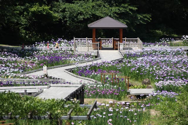 花菖蒲まつりが開かれているしらさぎ森林公園