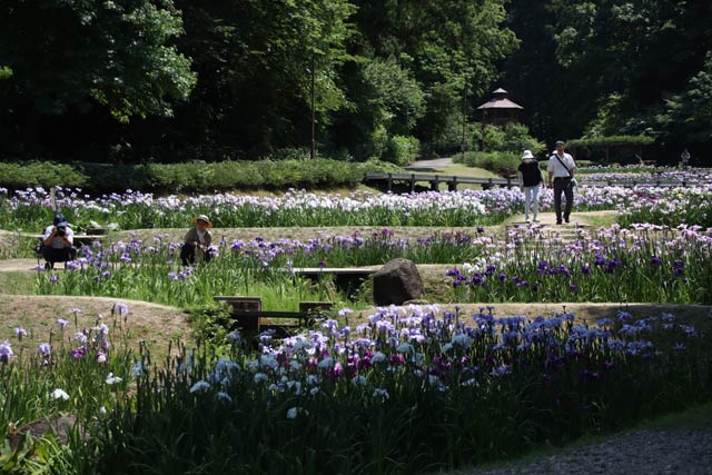 花菖蒲まつりが開かれているしらさぎ森林公園