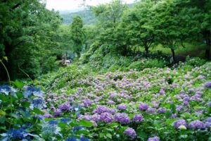 護摩堂山山頂のアジサイ園(イメージ写真)