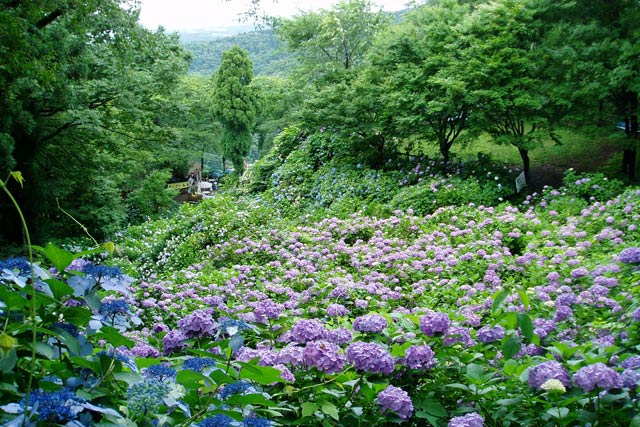 護摩堂山山頂のアジサイ園（イメージ写真）
