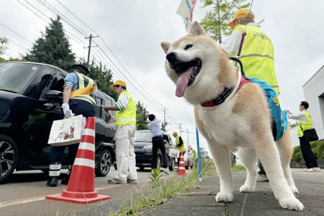 三条市交通安全協会の広報犬「茶豆」も出動
