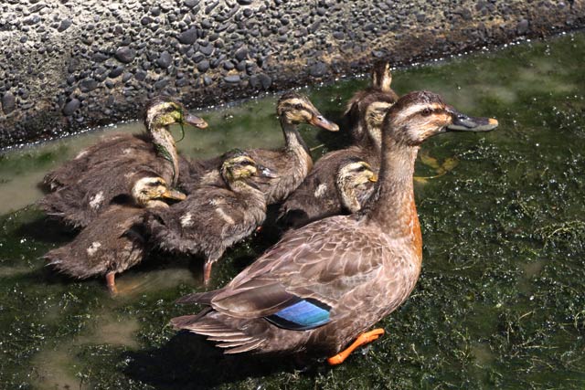■27日に三条市上須頃地内の用水路に9羽のカルガモ親子