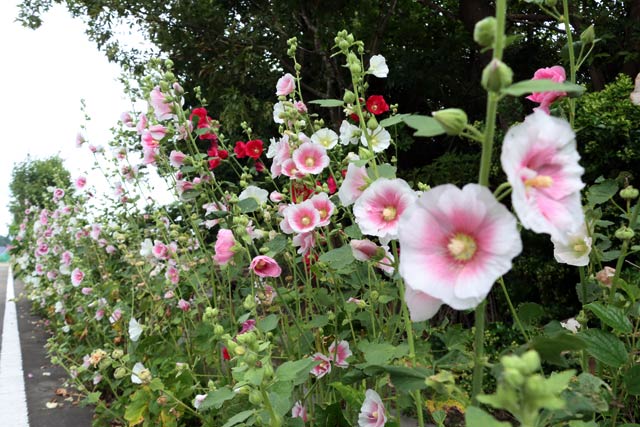 役場近くで花盛りのタチアオイ