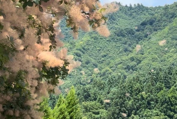 「いい湯らてい」のスモークツリーの並木