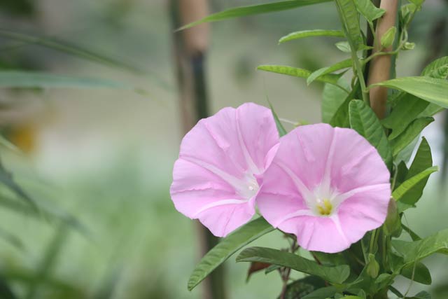 19日朝のヒルガオの花