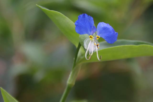 22日朝のツユククの花