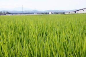 三条市上須頃で午前9時ごろ