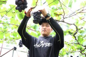 「巨峰」の出荷が本格化 天候に恵まれて糖度が高く高品質な仕上がり
