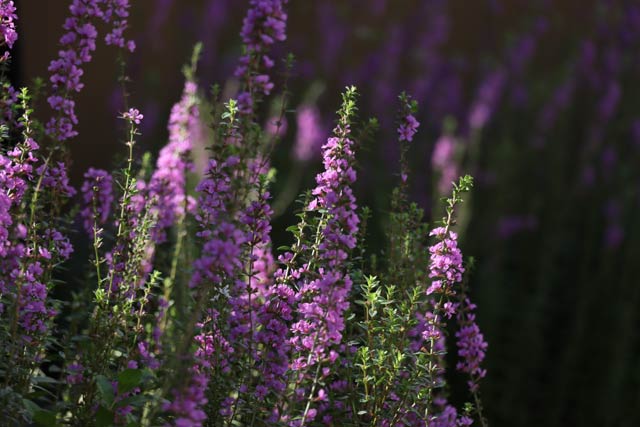 ミソハギの花が咲いている