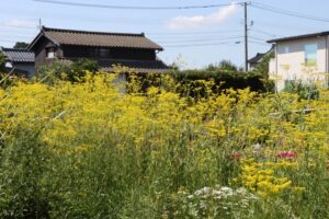三条市で咲くオミナエシ
