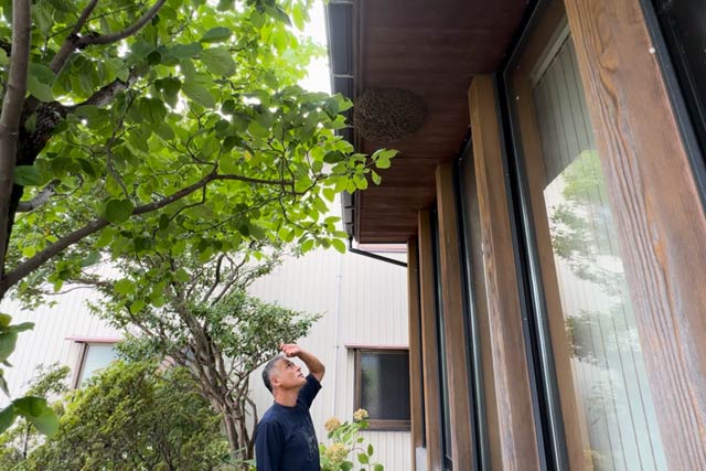 軒先にできたニホンミツバチの分蜂を観察する土田さん