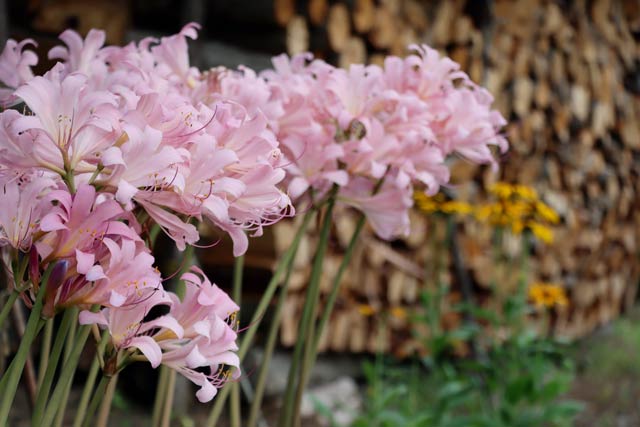 18日に長岡市栃尾区で咲いていたピンク色が鮮やかなナツズイセンの花