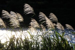5日午後に新潟市南区で