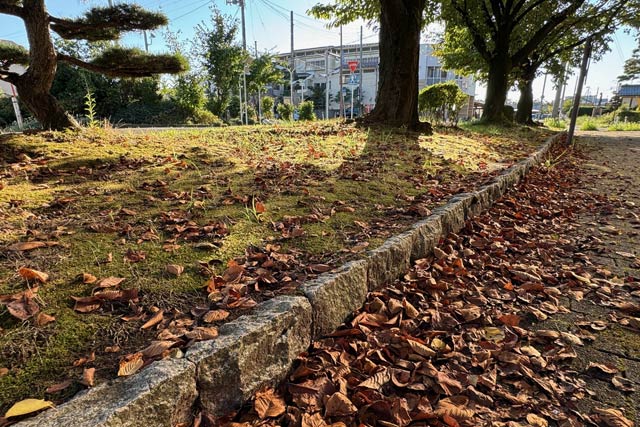 11日午後の北三条駅前の植え込みにサクラの枯れ葉