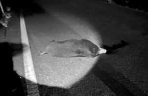 寺泊野積の道路上に死んだイノシシ