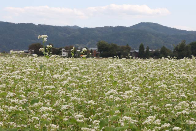 ソバ畑で白い花が咲く