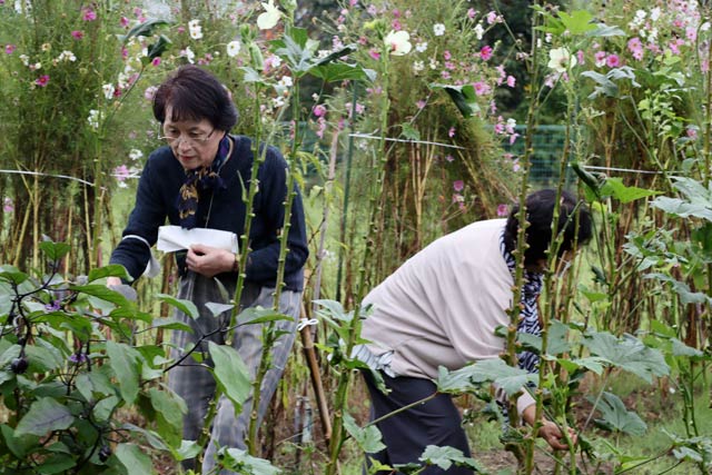 オクラを収穫する土田さんと岡田さん
