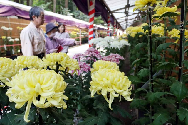 第64回新潟県菊花展覧会「弥彦菊まつり」