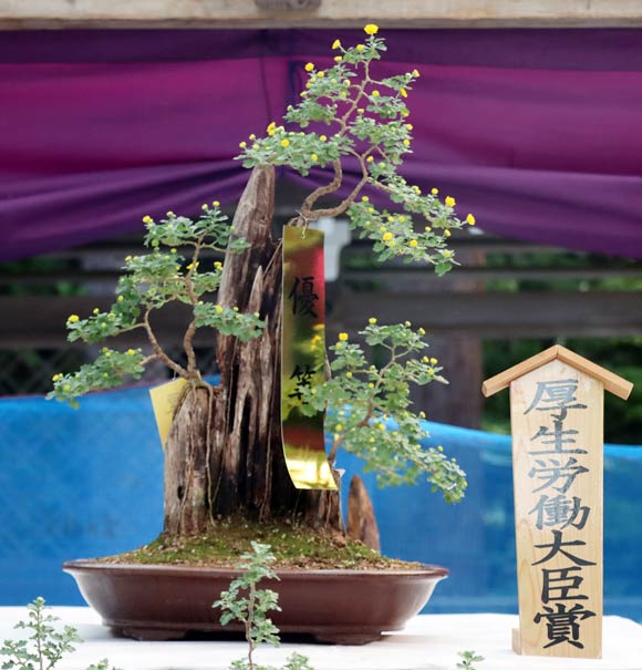 厚生労働大臣賞