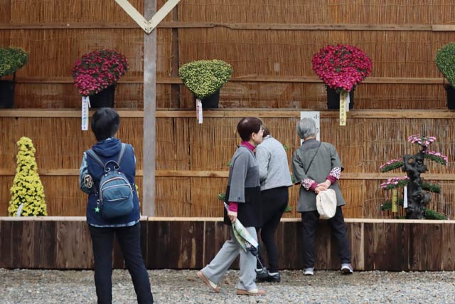 第64回新潟県菊花展覧会「弥彦菊まつり」