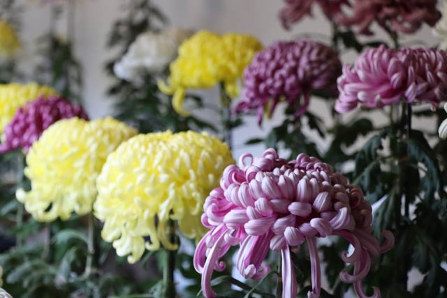 第64回新潟県菊花展覧会「弥彦菊まつり」