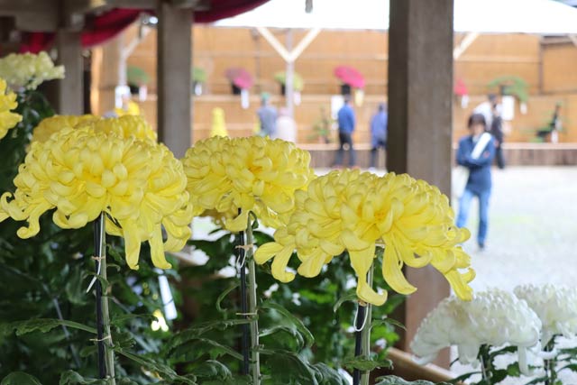 第64回新潟県菊花展覧会「弥彦菊まつり」