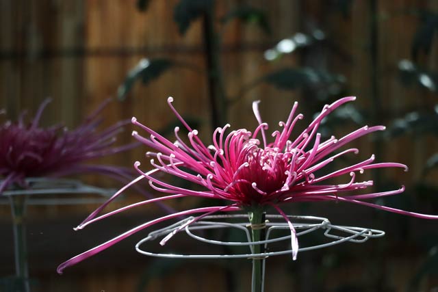 第64回新潟県菊花展覧会「弥彦菊まつり」