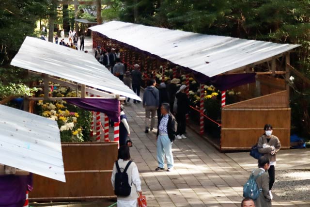 第64回新潟県菊花展覧会「弥彦菊まつり」