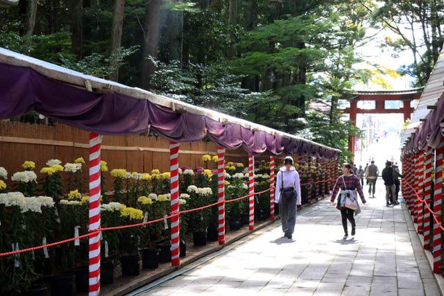 第64回新潟県菊花展覧会「弥彦菊まつり」