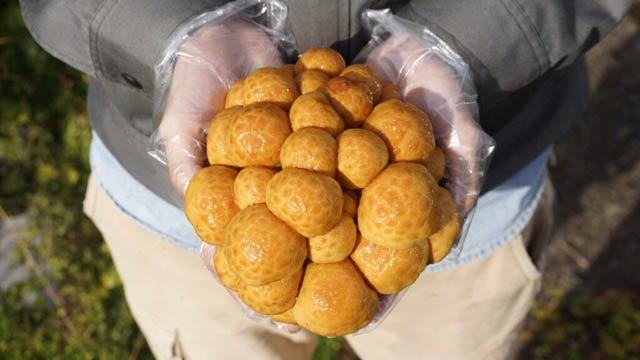 たけちょう商店の巨大な「純なめこ」