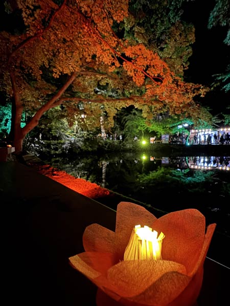 池の端のライトアップ