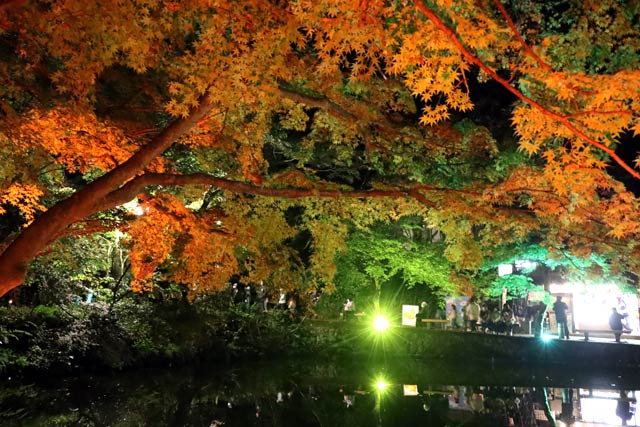 池の端のライトアップ