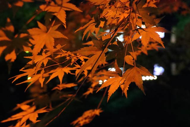 紅葉■