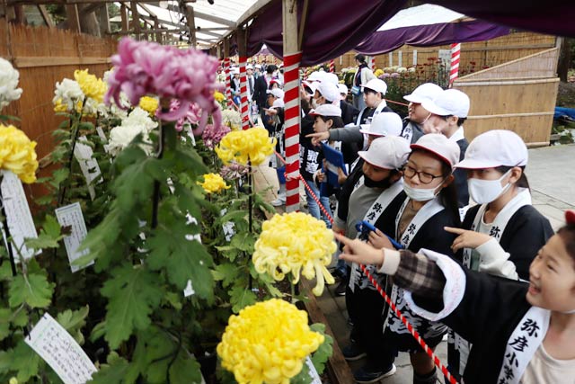弥彦小学校4年生が「弥彦の菊花をもっと好きになってね大作戦」