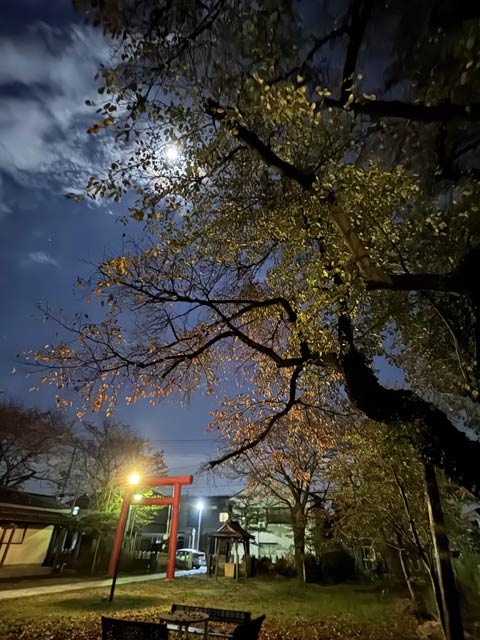 満月に照らされた燕市・金山神社の紅葉、落葉するサクラ