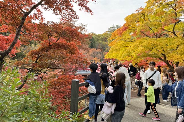 弥彦公園もみじ谷の観月橋
