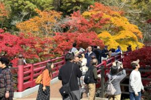 待ってました！弥彦の紅葉が最高潮に