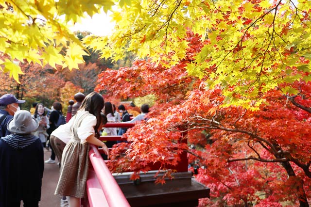 弥彦公園もみじ谷の観月橋