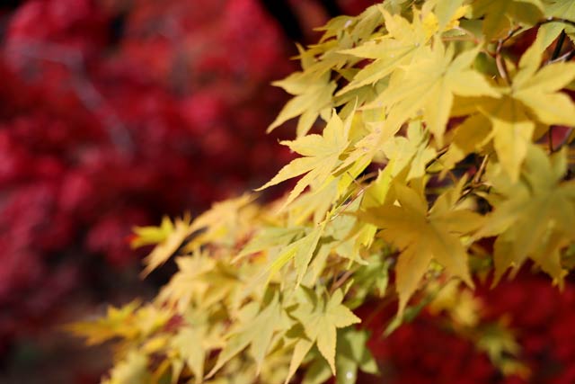 もみじ谷の紅葉