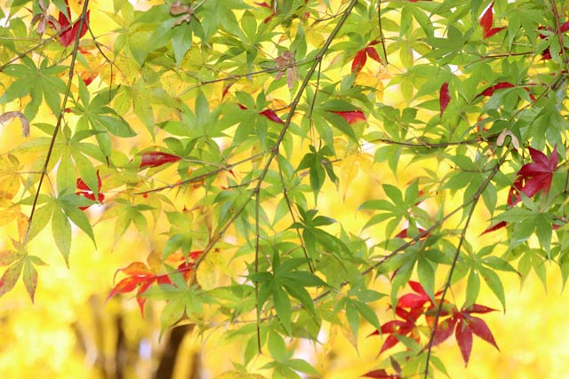 大いちょうを背景にモミジの紅葉