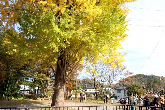 大いちょう