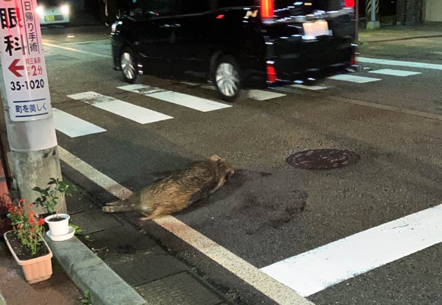 道路に倒れていたイノシシ（読者提供）