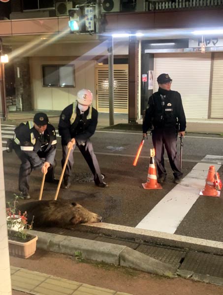 イノシシを道路わきに移動させる三条署員（読者提供）