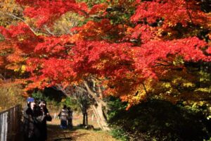 青空の下での弥彦の紅葉は26日が見納めか