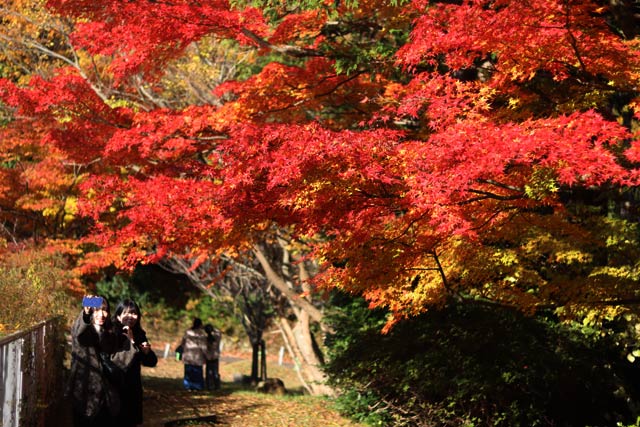 25日も行楽客でにぎわう弥彦公園