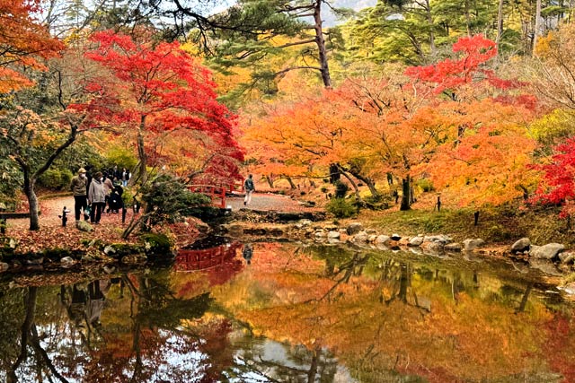 11月25日の弥彦の紅葉