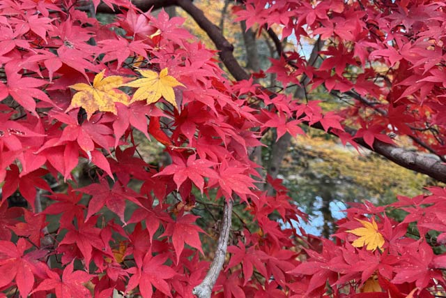 11月25日の弥彦の紅葉