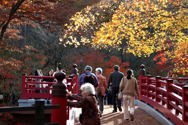 11月25日の弥彦の紅葉