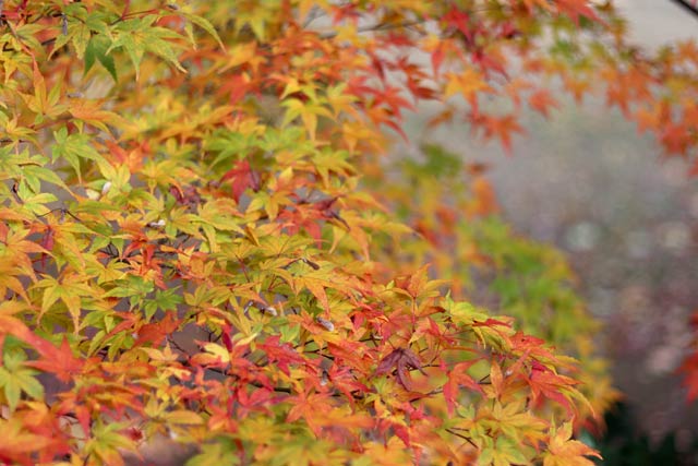 11月25日の弥彦の紅葉