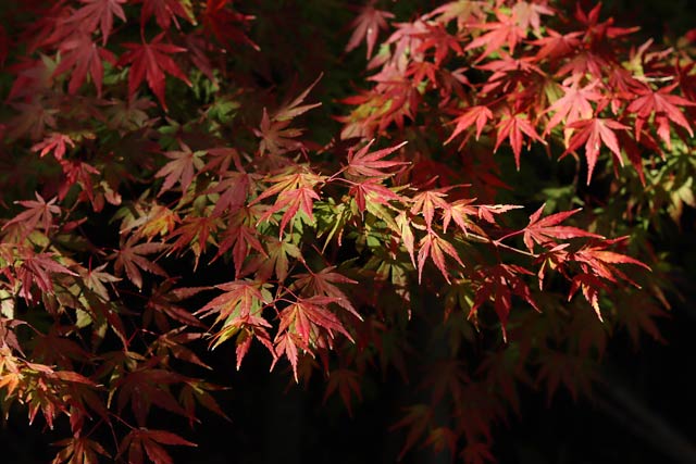 11月25日の弥彦の紅葉